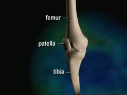 meniscal anatomy